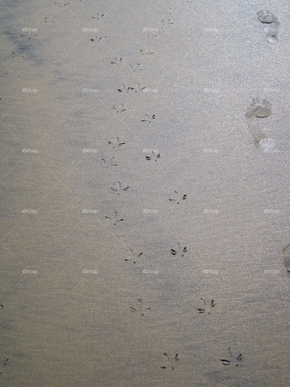 Footprints in the Sand