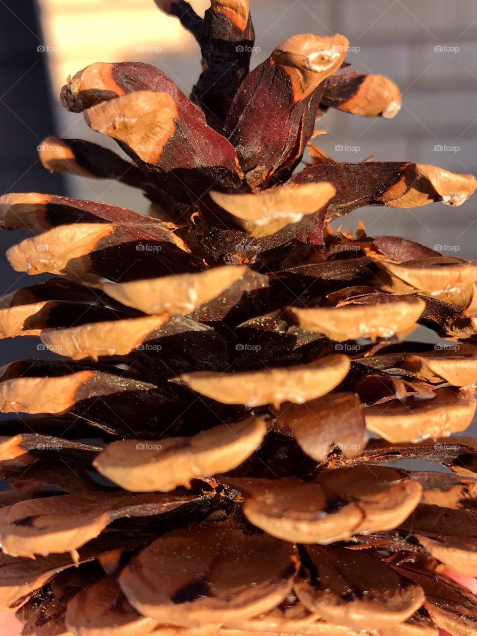 Pinecone 