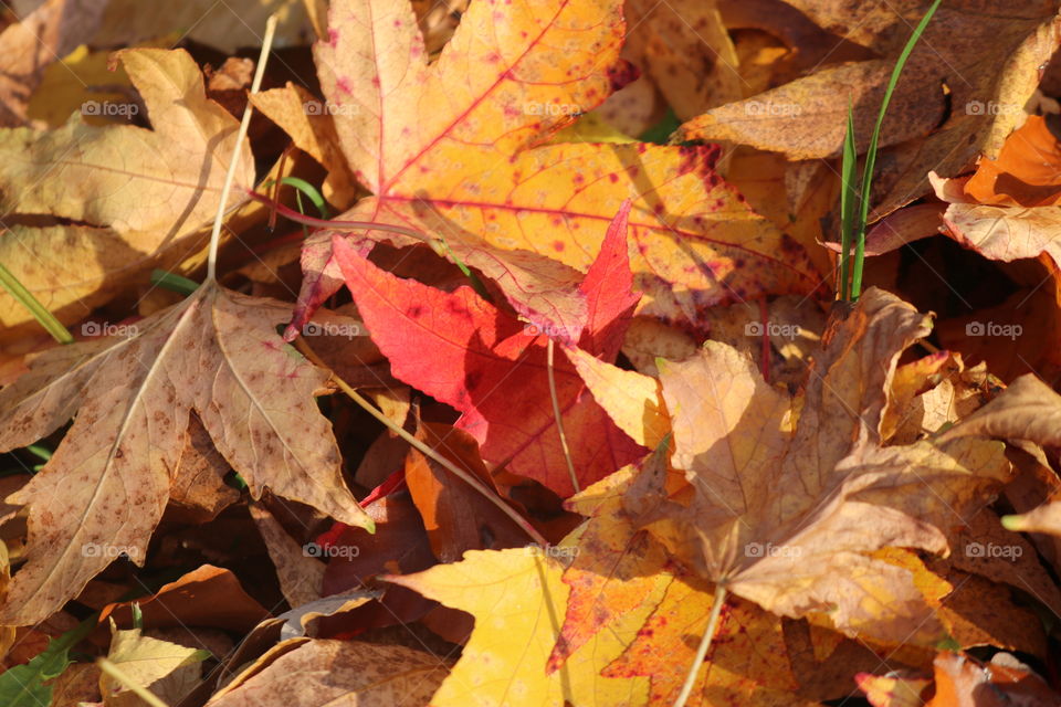 Autumn coloured leaves