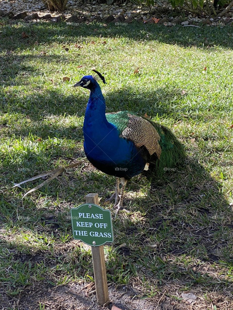 Peacock