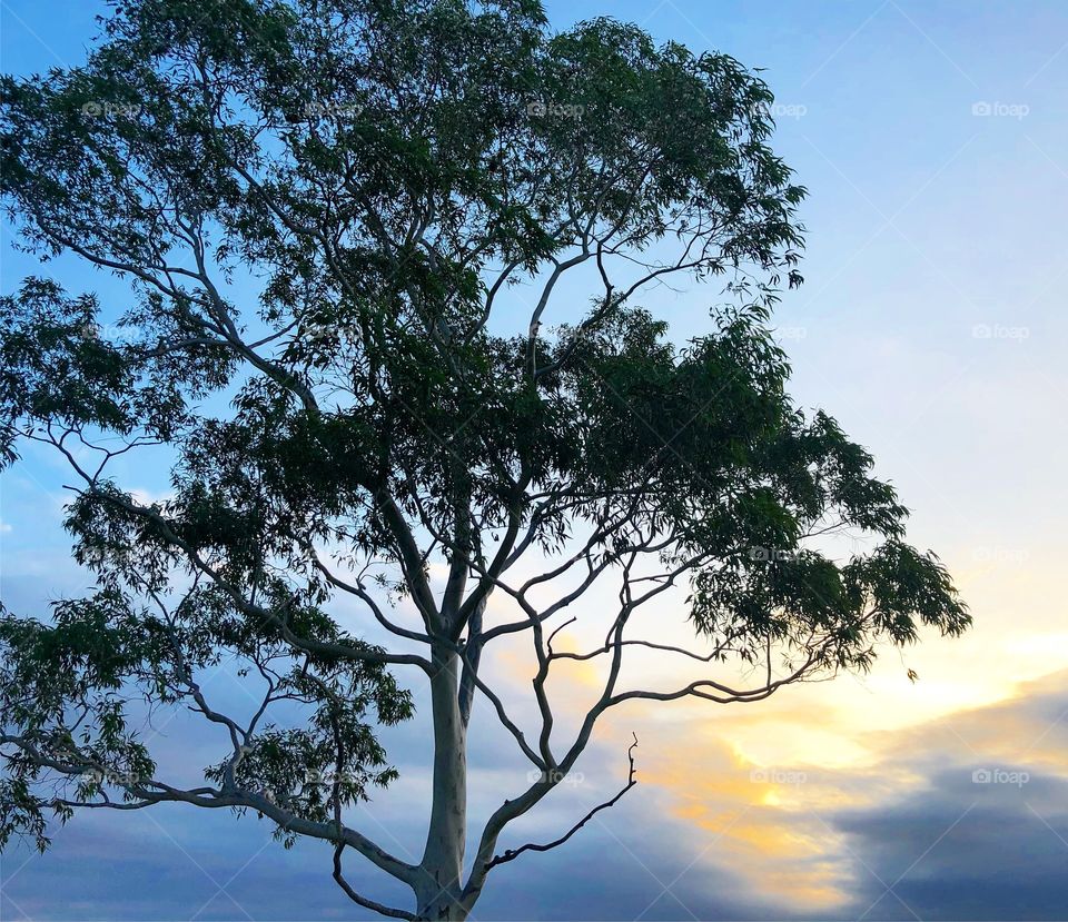 Gum tree in the evening light
