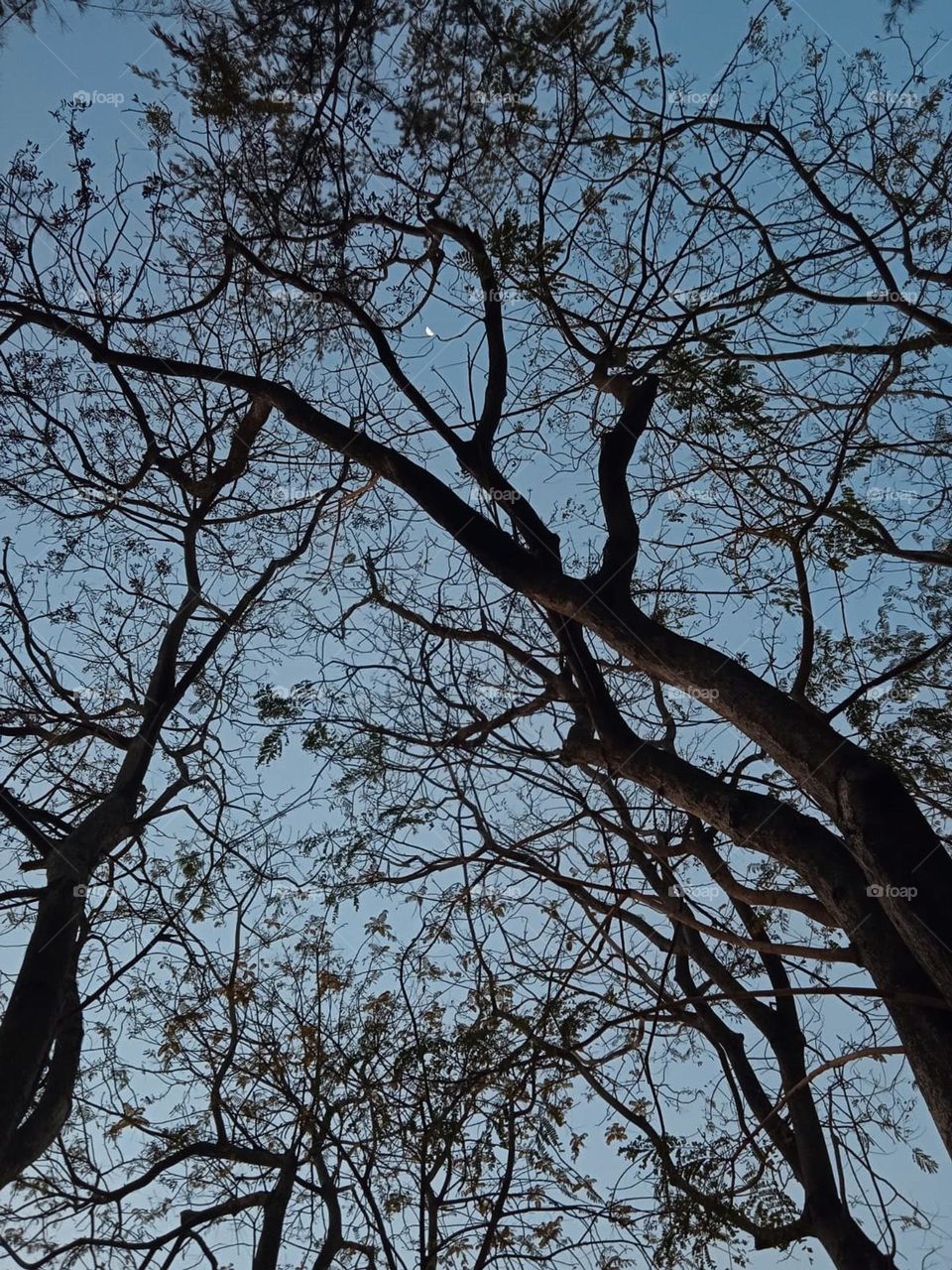 Trees at Victoria Park Hong Kong