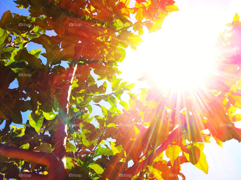 green nature colors tree by blackpearl079