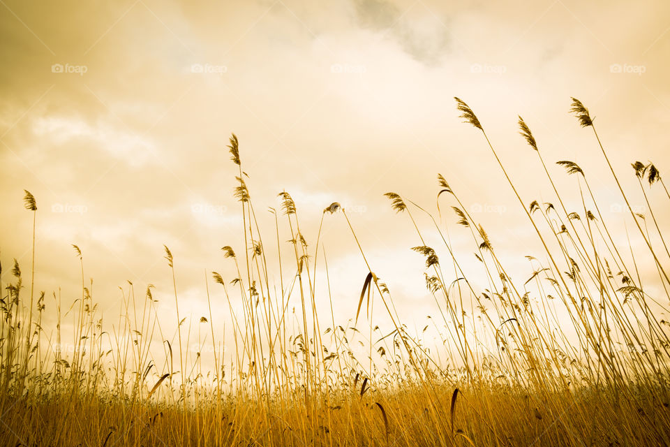 Golden Grain Field In The Summer
