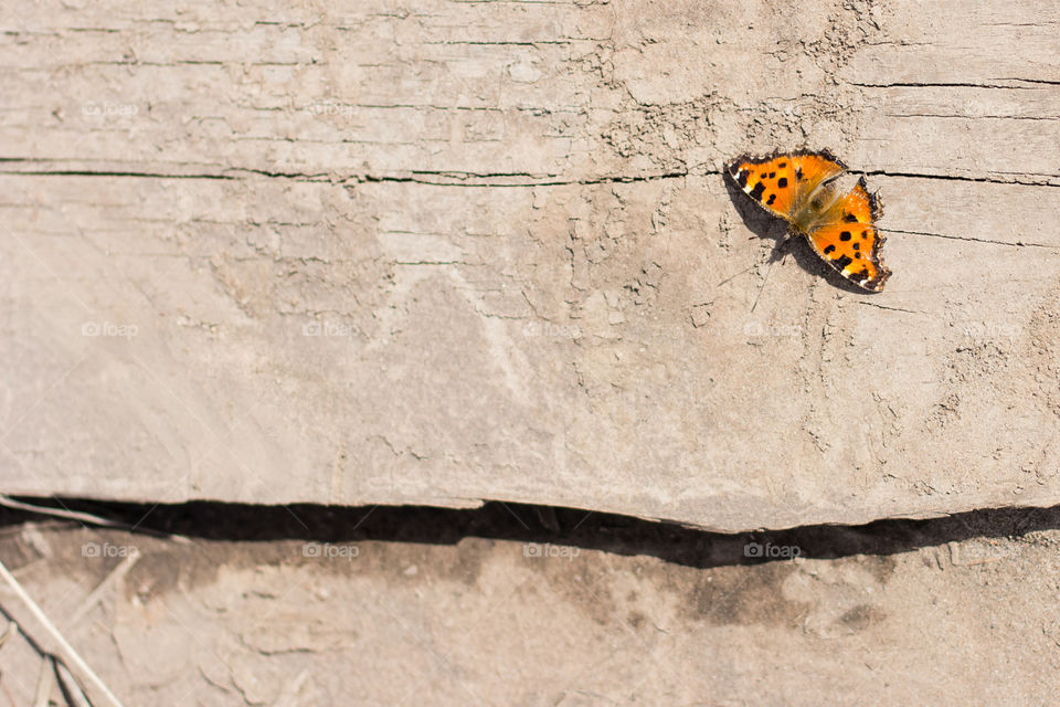 Butterfly on the wood