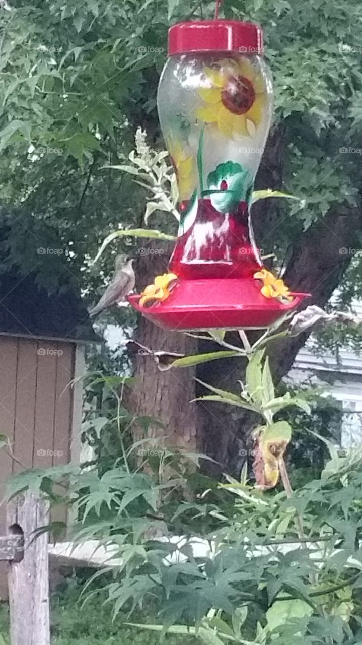 hummingbirds. just enjoying watching the hummingbirds