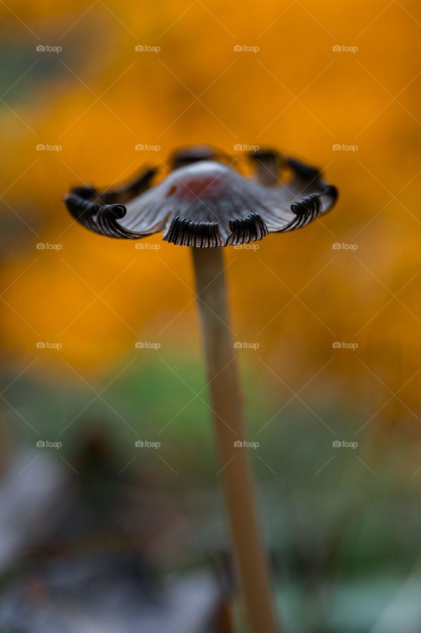 Mushroom on a vivid orange and green blur background.