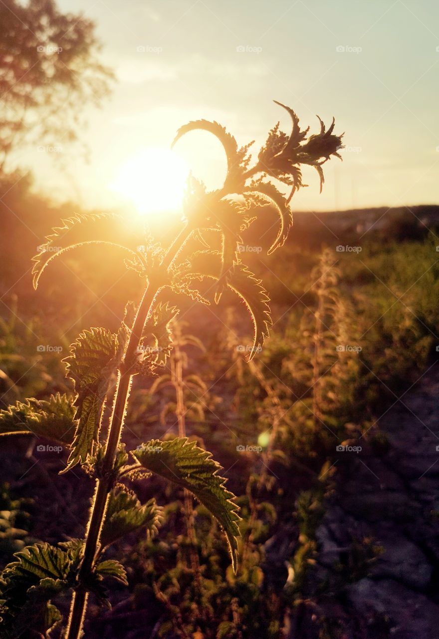 Nettle at sunset