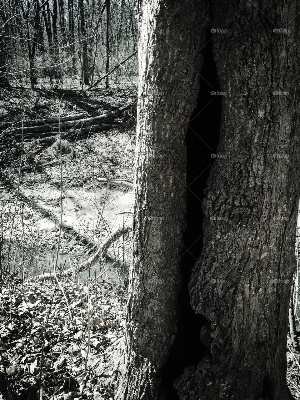 Hollow Tree