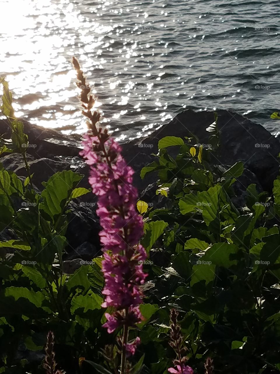 flower at sunset