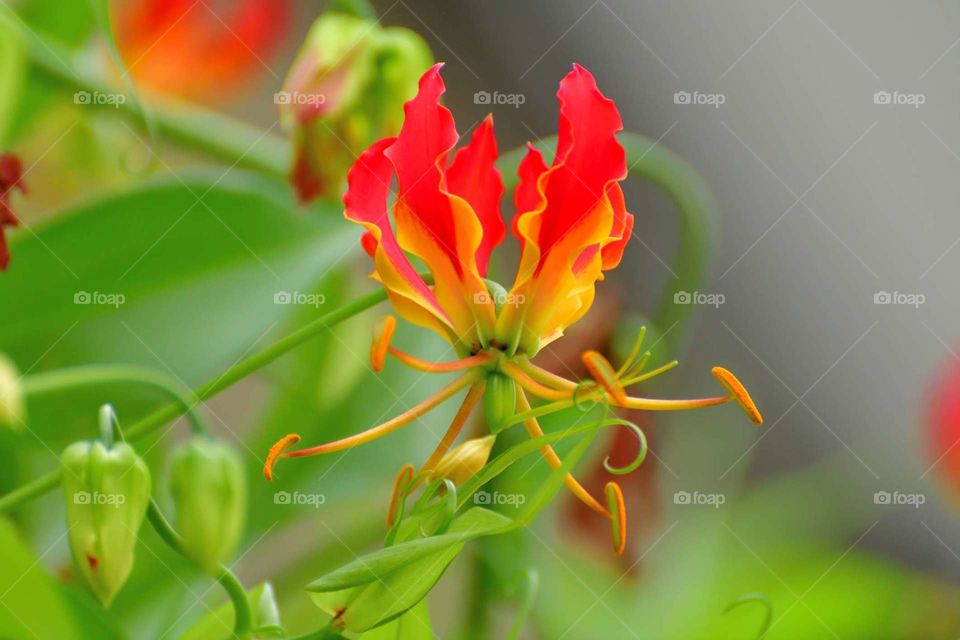 World's most Richest Flower photo