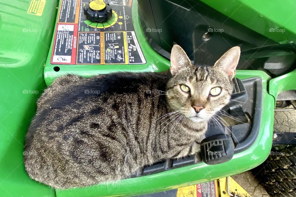 Cat on lawn tractor