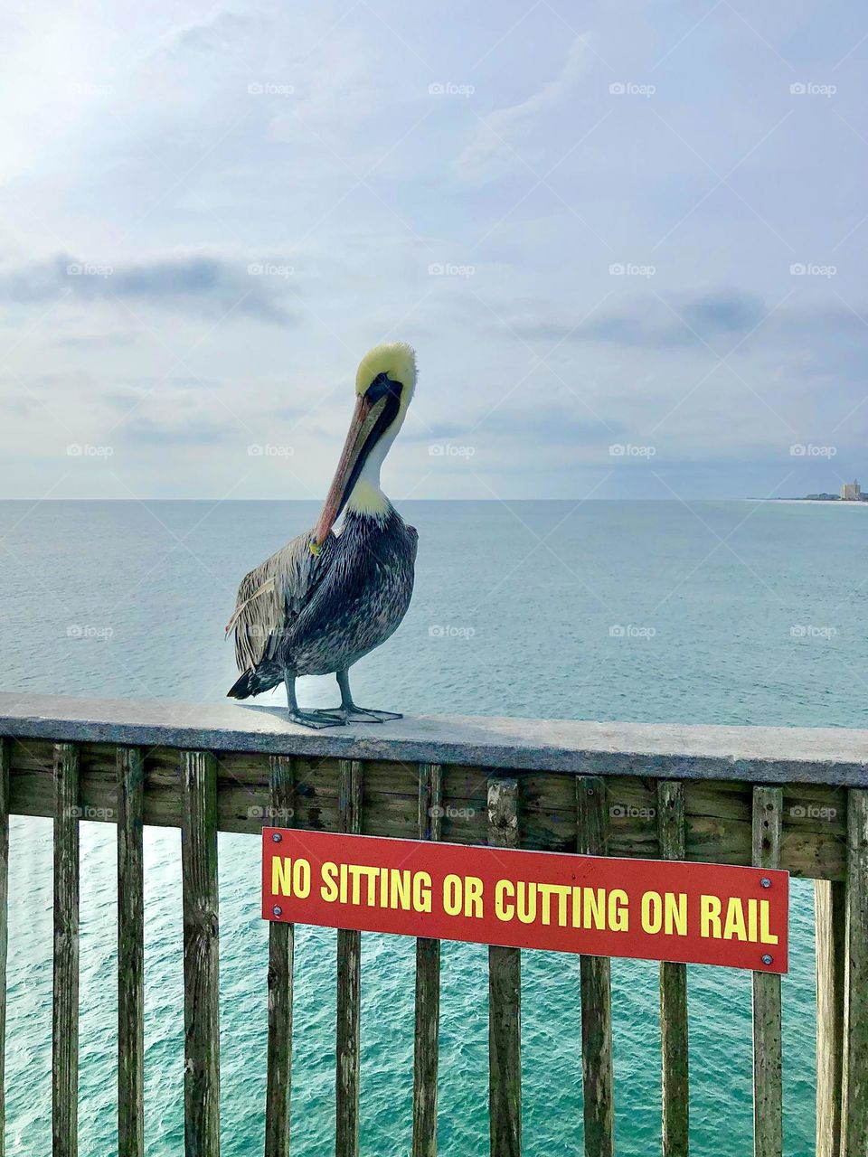 Rebellious wild pelican decides to sit in a restricted zone