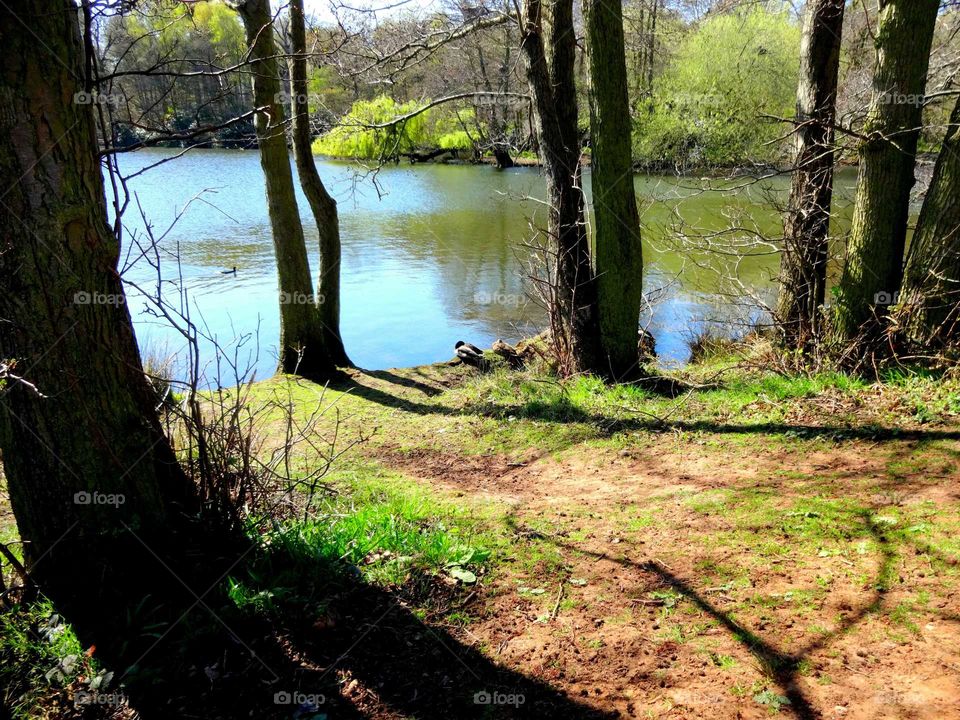 wild birds by the lake in the park between trees