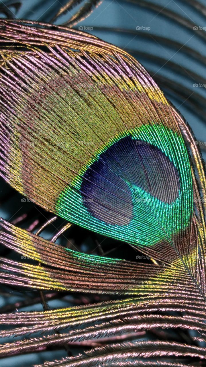 peacock feather natural