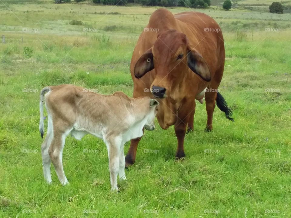 Red Brahman cow with new baby calf