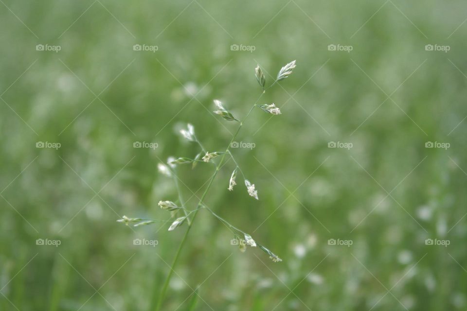 Grass flower