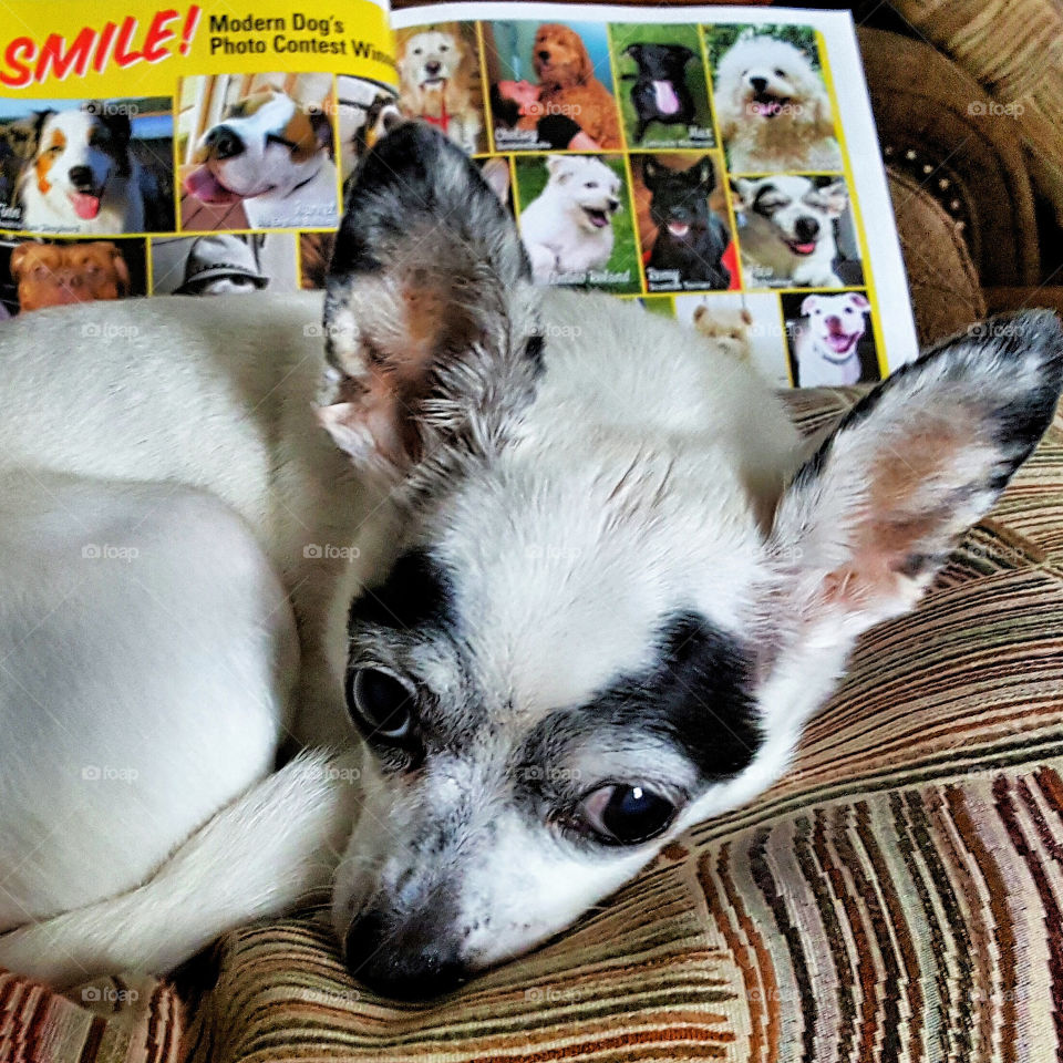 another lazy day of browsing the doggie magazine.