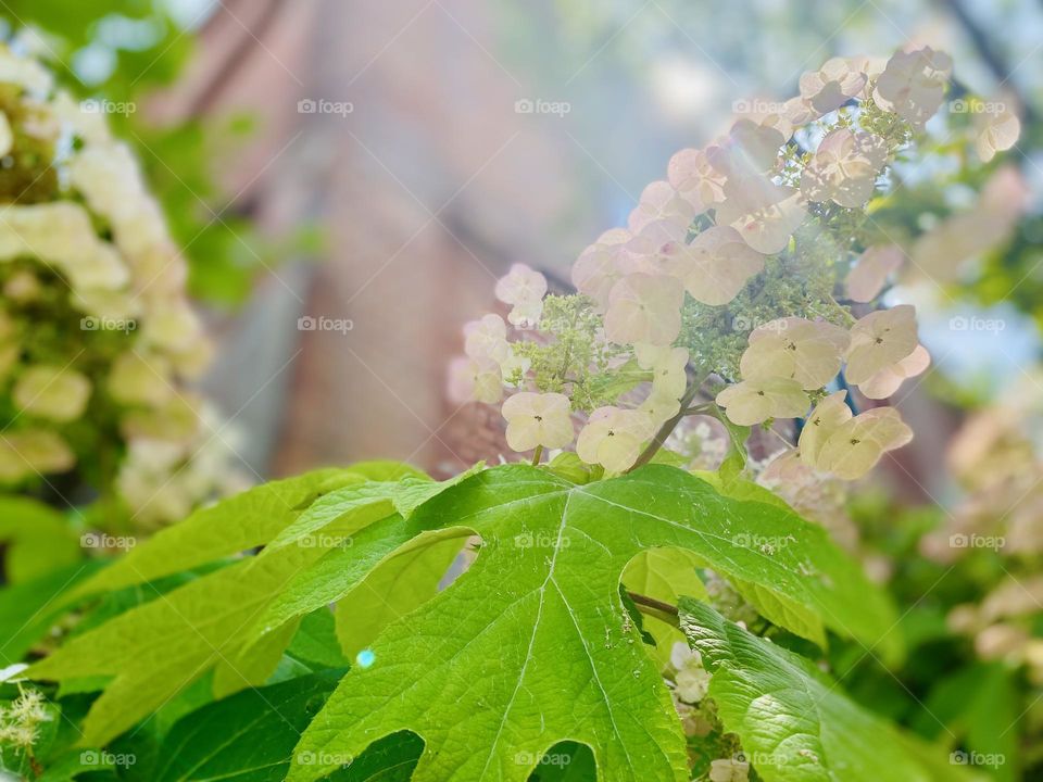 Oakleaf Hydrangea beside the brick building 