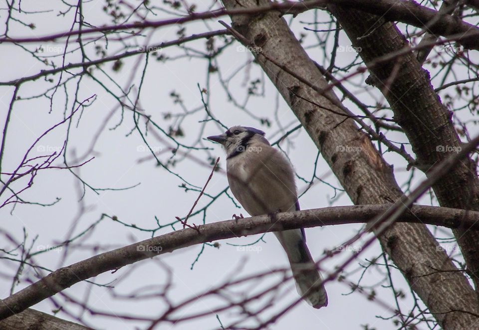 Blue jay on the tree branches