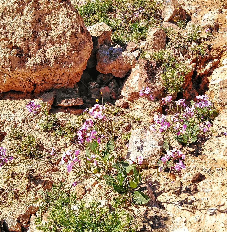 Flowers of Negev desert