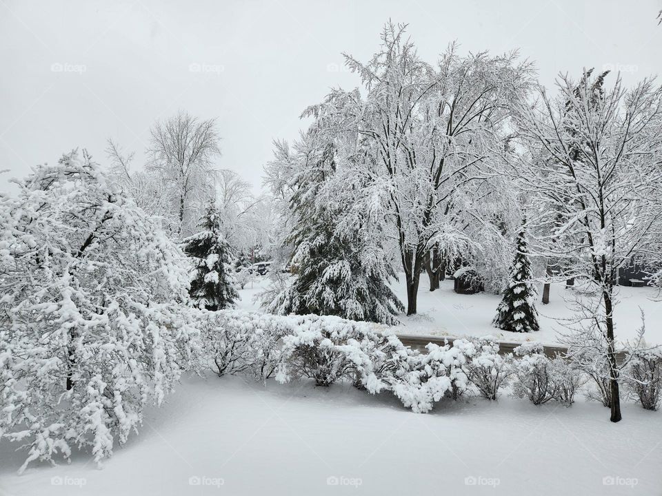 beauty of snow