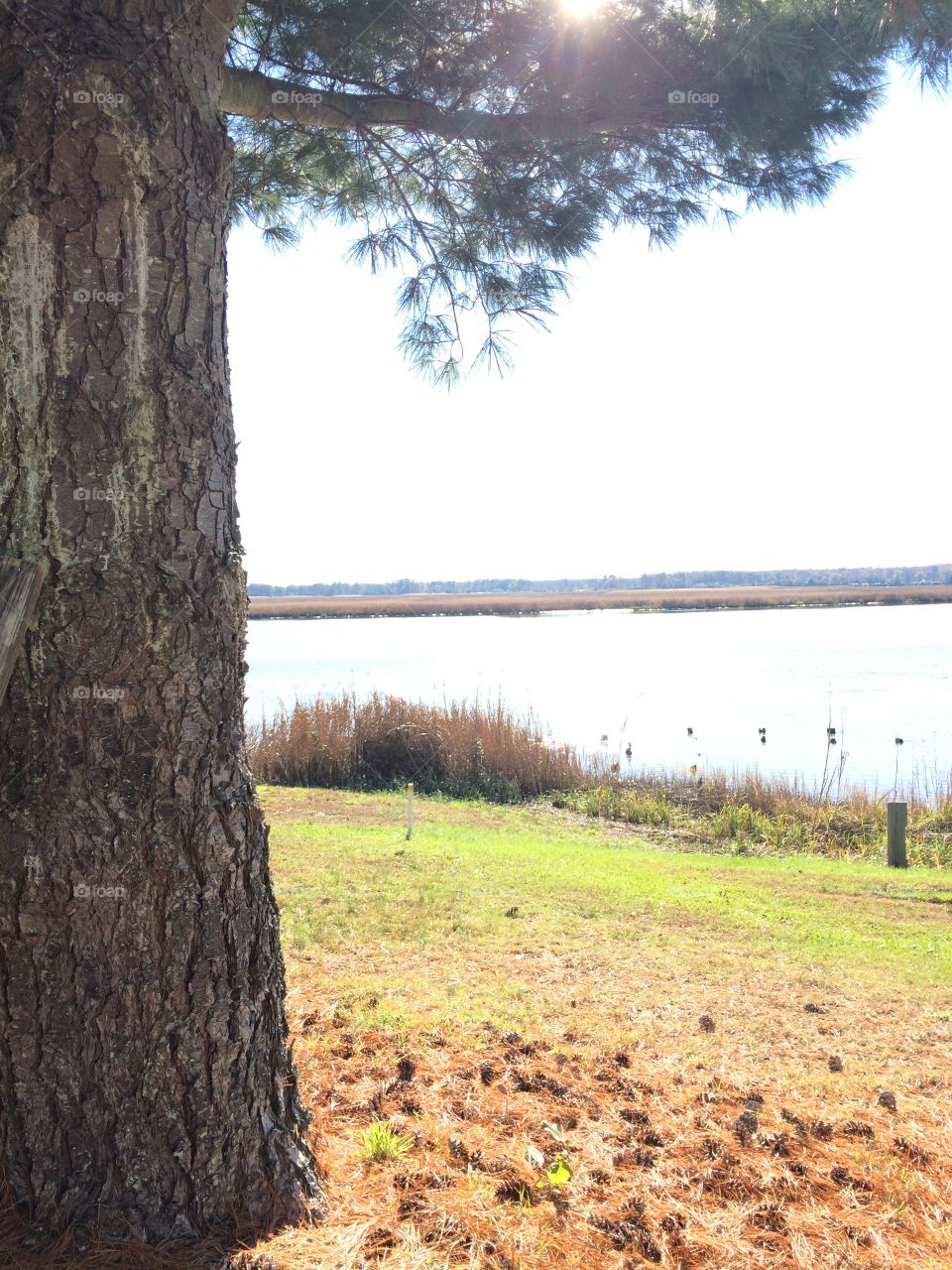 Tree, Landscape, No Person, Wood, Nature