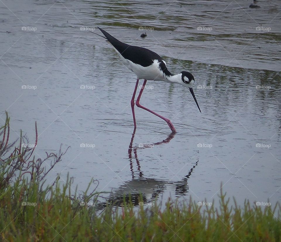 Stilt reflection 