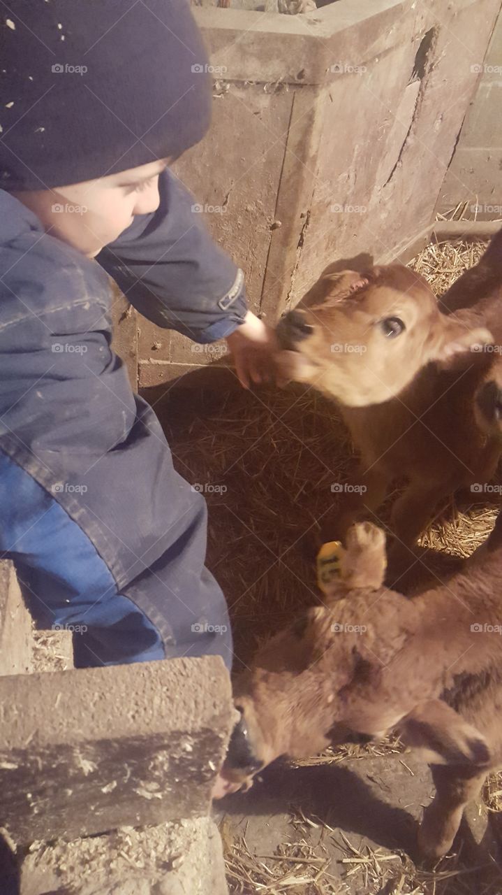 baby cows