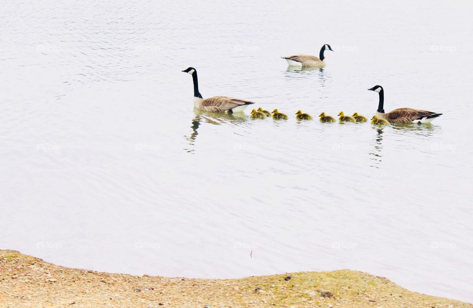 Gorgeous multi family of geese adults taking care of their young goslings is so sweet! 