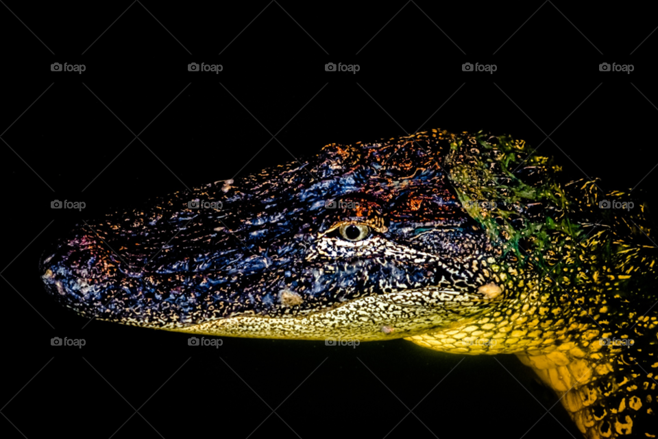 eyes aligator by skepparkranz