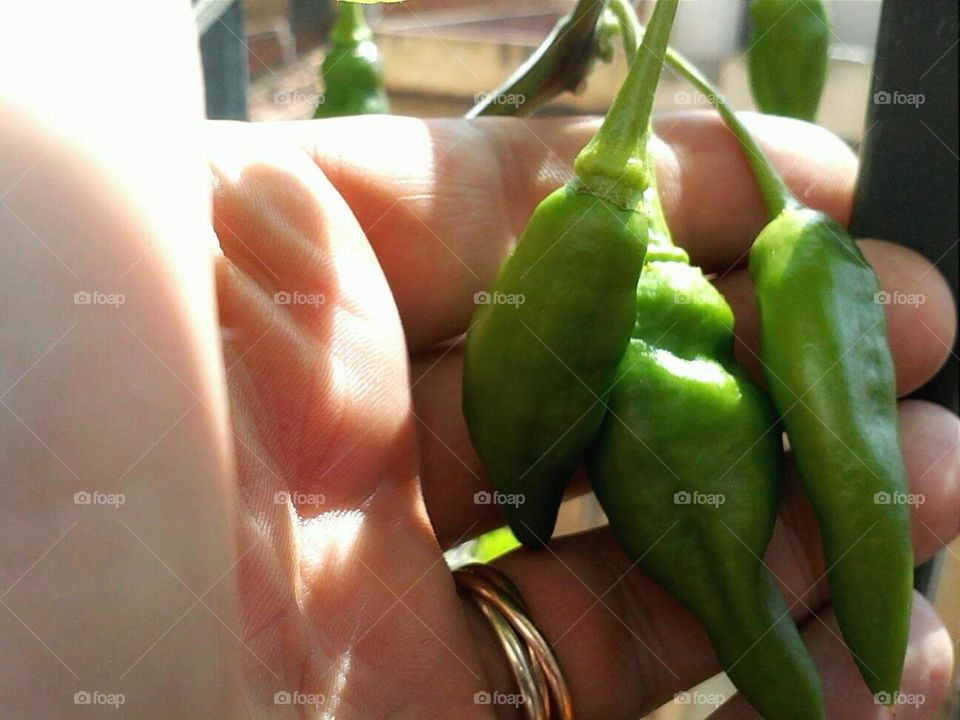 recogiendo pimientos del piquillo