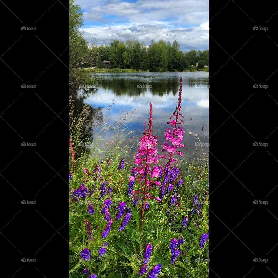 Fireweed at the lake