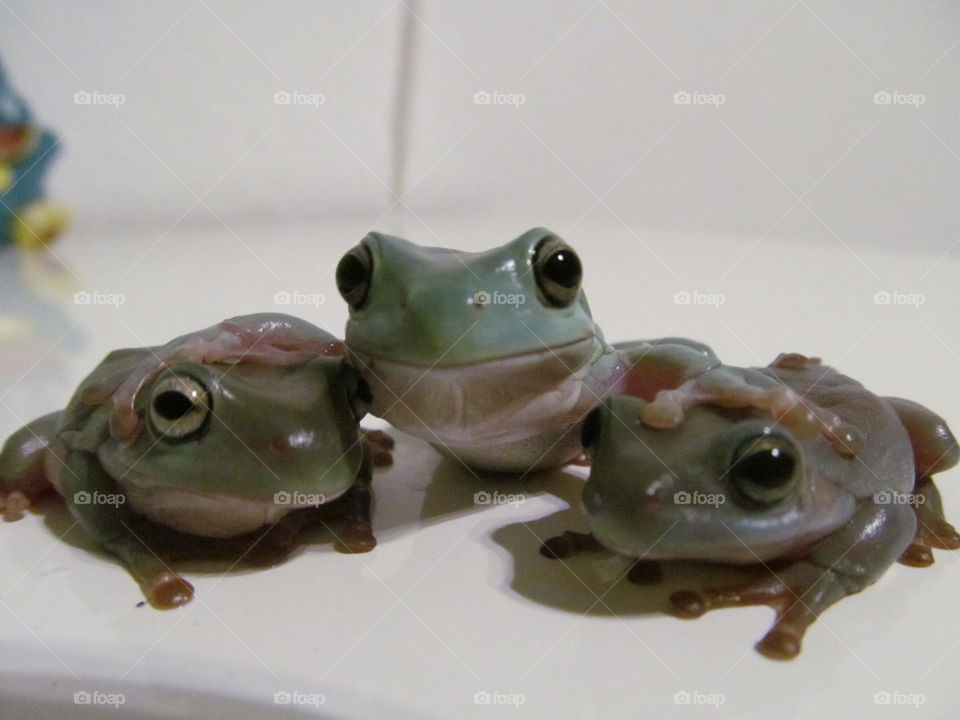 3 Frog Friends