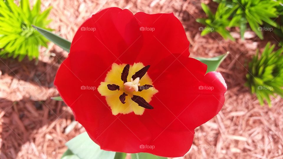 tulip. Just a tulip in my garden