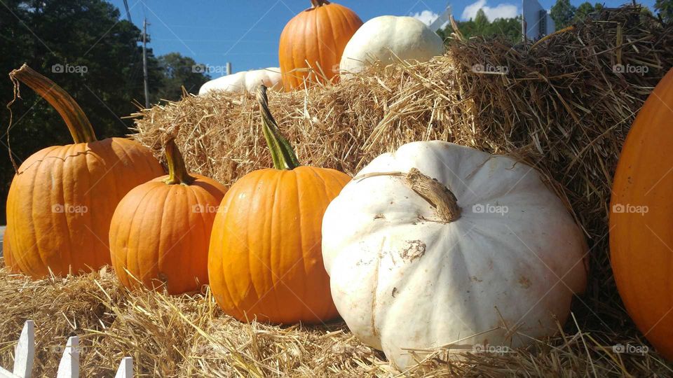 pumpkins in hay