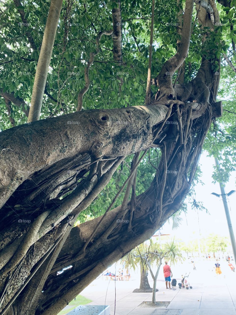 Amazing 100 year old tree! 🌳