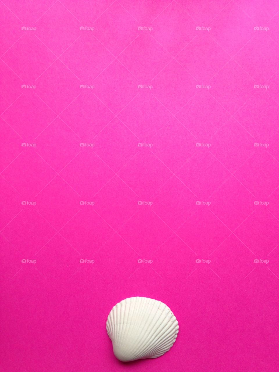 Scallop seashell on pink background