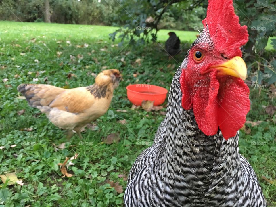 Rooster close-up with hens in background