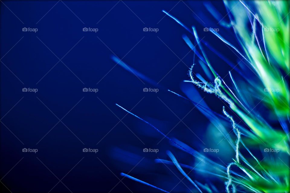 Blossoming flower close up background nature therapy summer mood positive vibes wonderful time hustling daydreaming naturalism macro microcosmos