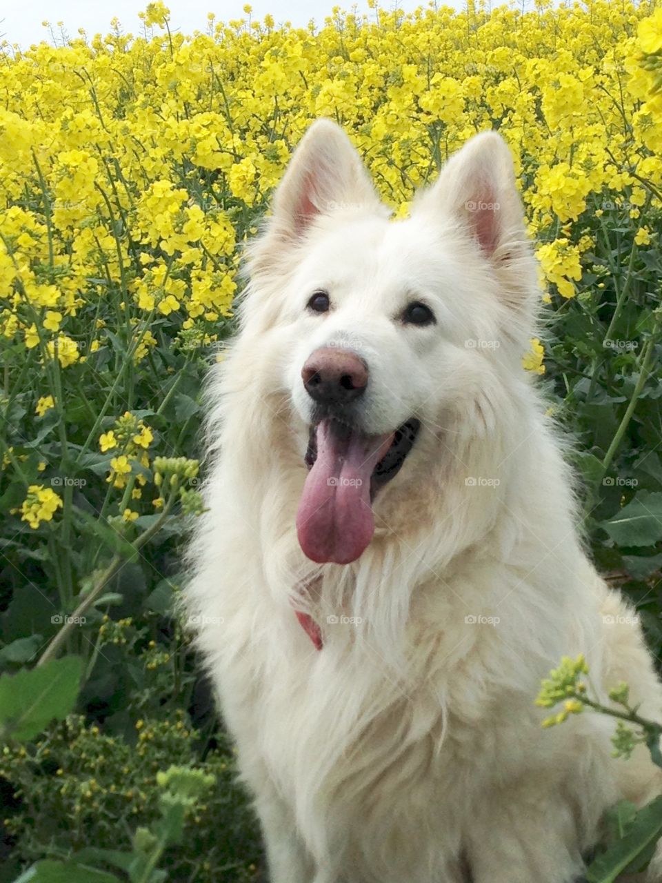 Sky in yellow