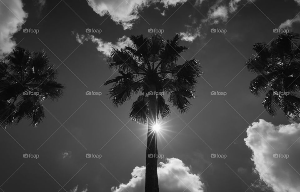 Palm tree 