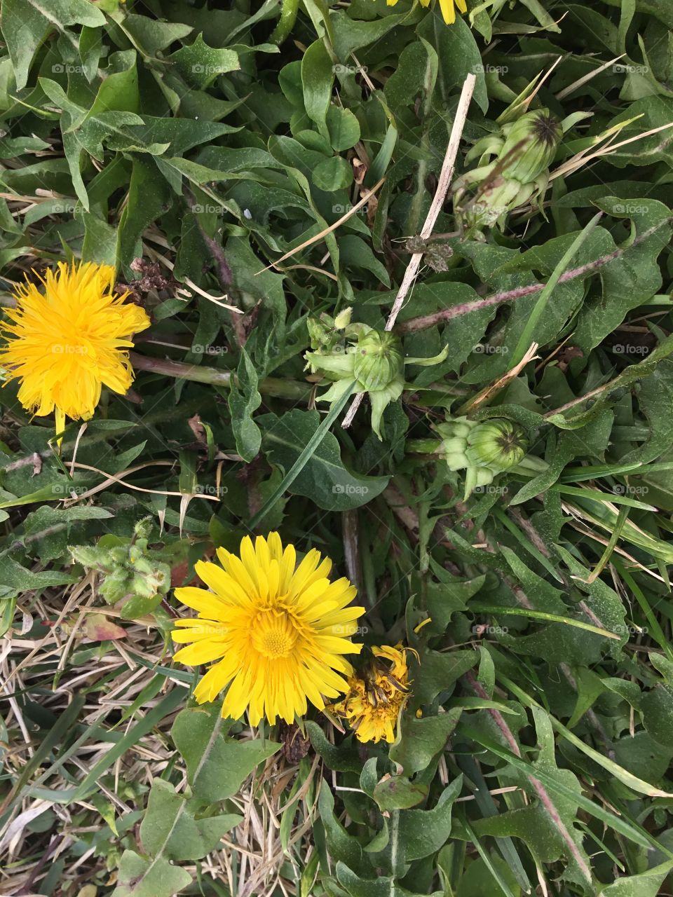 Dandelion