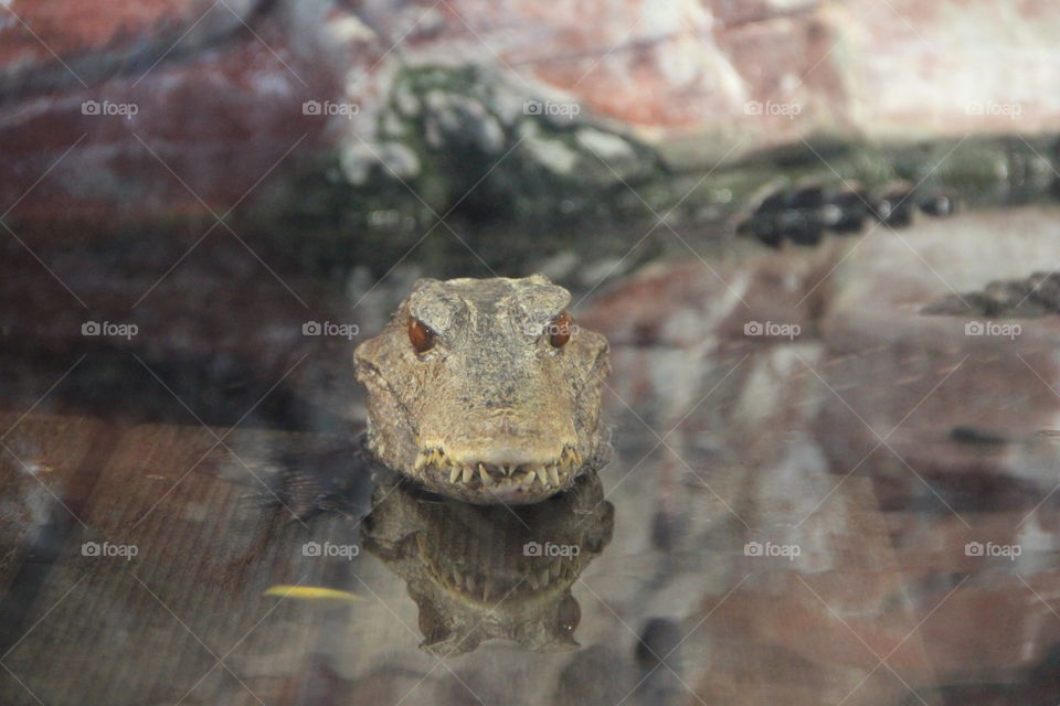 Close-up of crocodlie in water