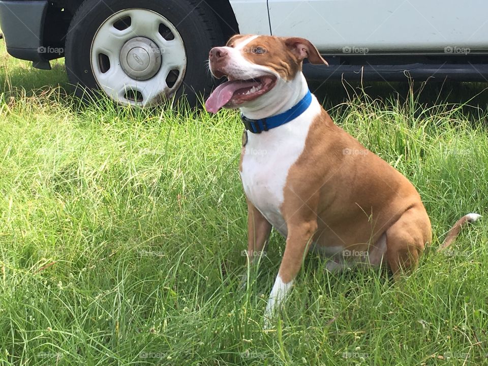 Rescue pitbull dog sitting in the grass 