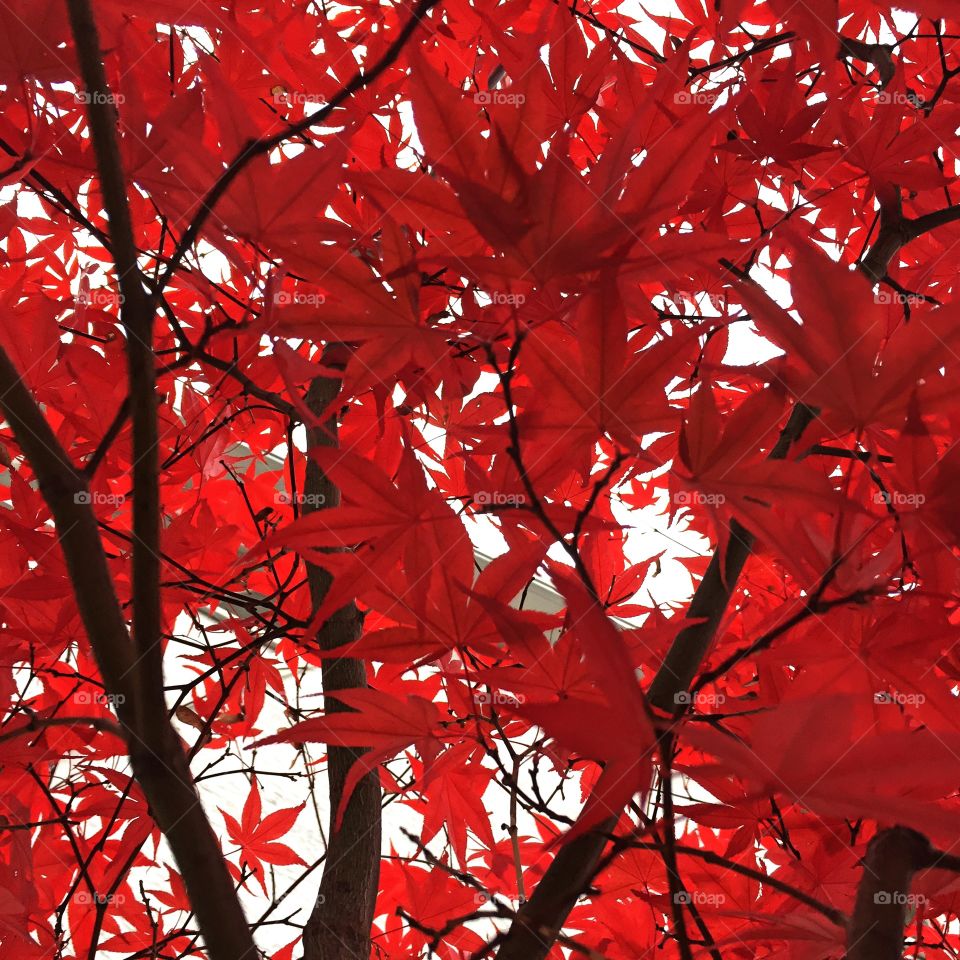 Red maple leaf tree