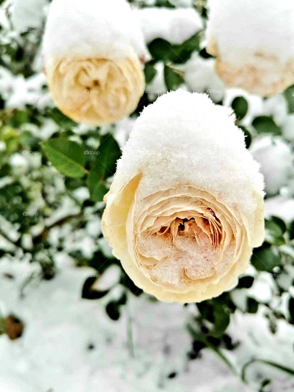 Winter came unexpectedly. Delicate roses were covered with snow and frozen. The merciless cycle of the seasons in nature.