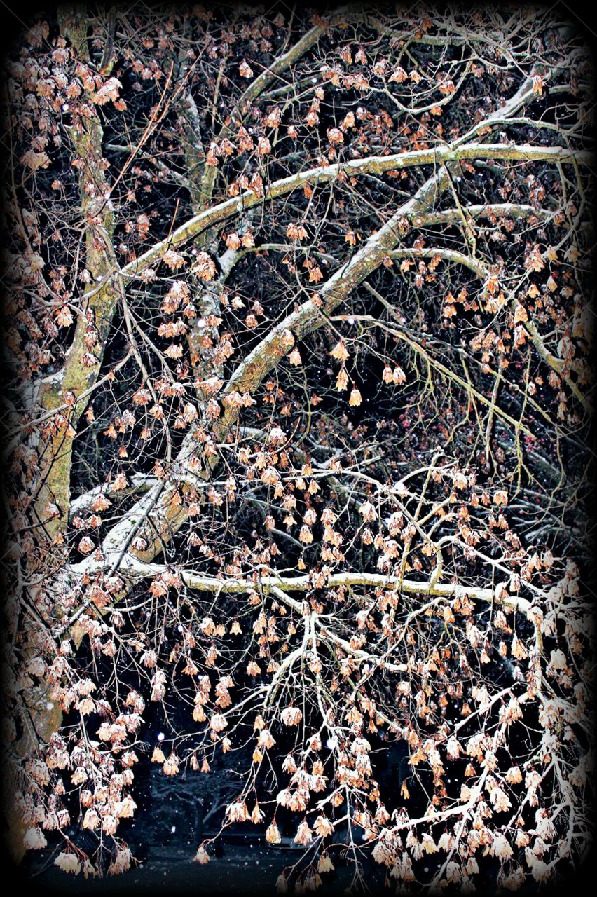 First Snow of the Season