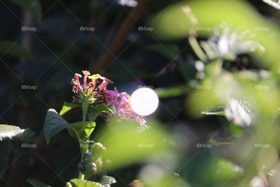 Bokeh in the garden 