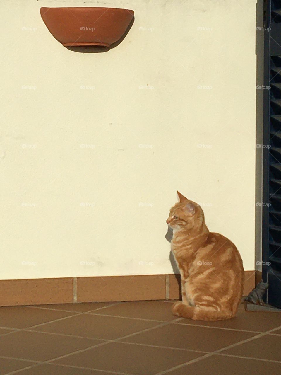 Cat and its shadow on a sunny terrace